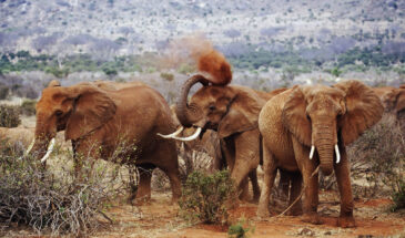 4 Days Amboseli and Tsavo in Nairobi