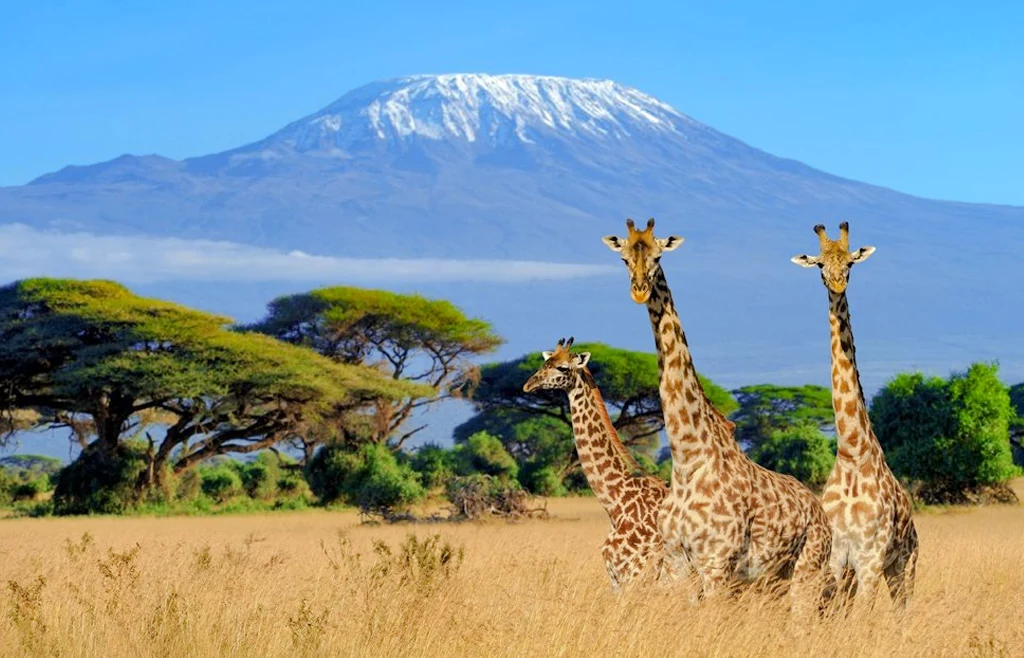 4 Days Kilimanjaro Experience Mombasa