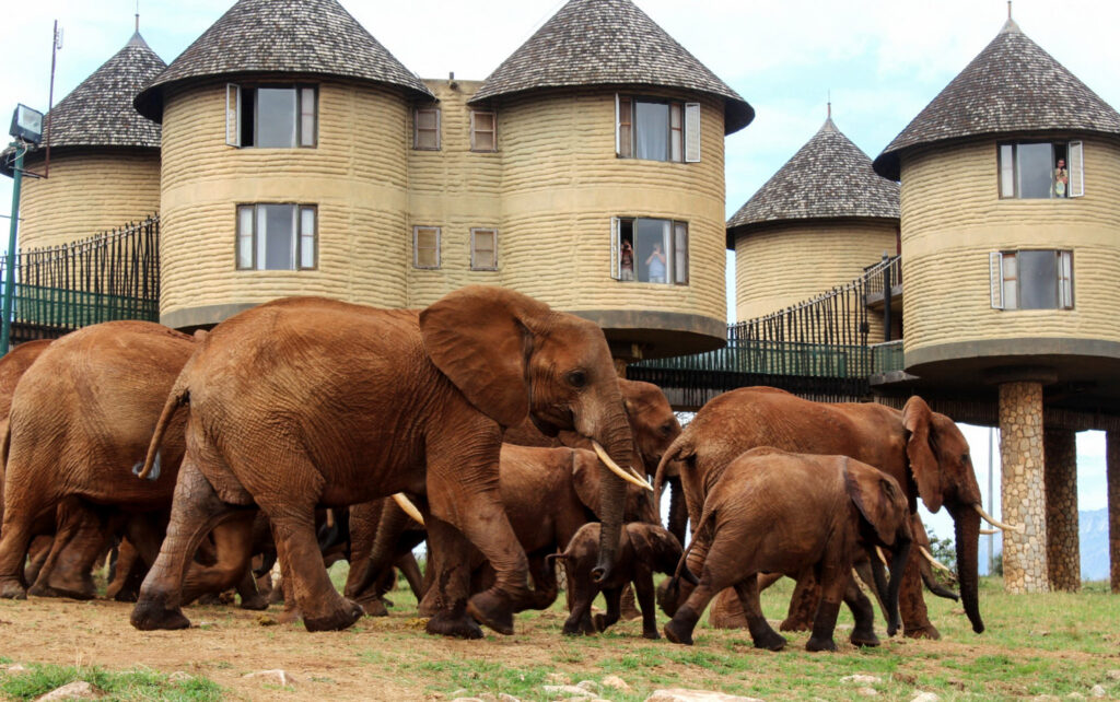 2 DAYS TSAVO EAST & TAITA SALTLICK LODGE