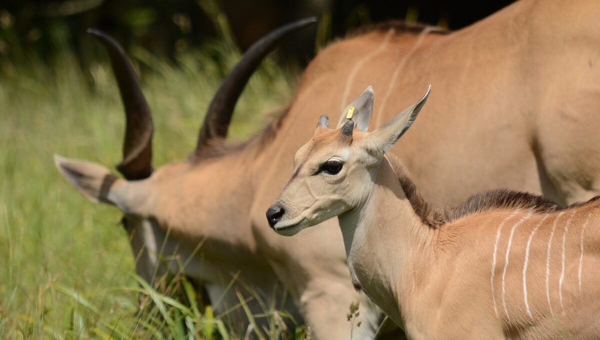 Tailor make our family Safari