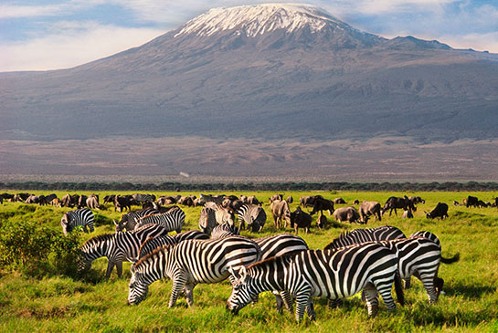 Safaris in Mombasa