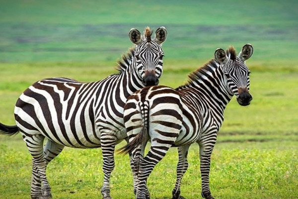 9 Days / 8 Nights Kenya & Tanzania – SERENADE COMBO