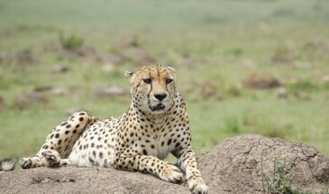 Best Masai Mara Safari Packages from Nairobi