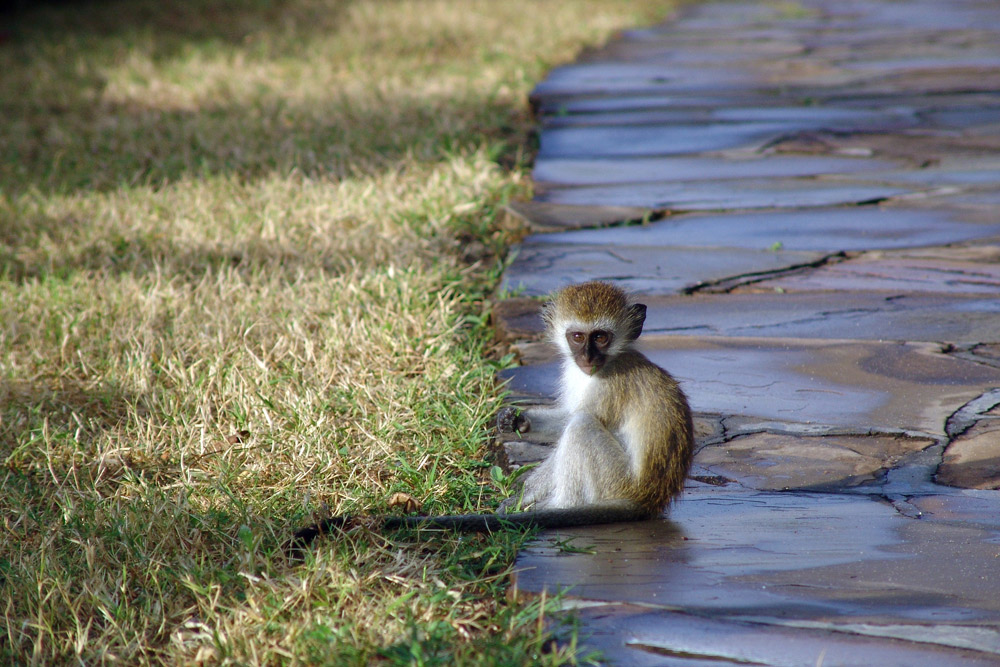 3 Day Safari from Mombasa