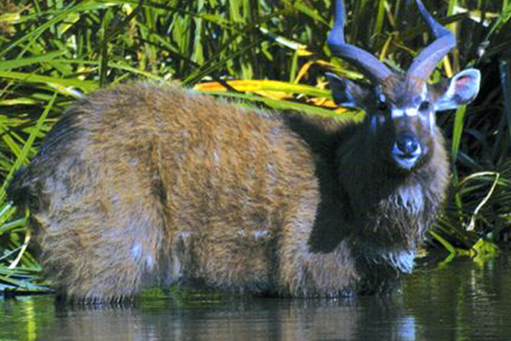 Safaris in Mombasa