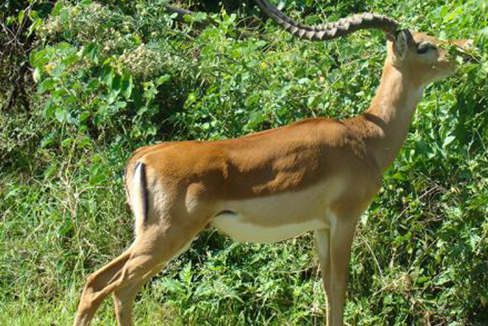 Mombasa Safari Tour Packages